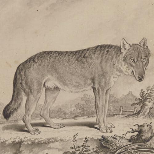 Des loups et des hommes. Histoire d\'une relation conflictuelle dans la longue durée