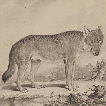 Le Loup Conférence historique